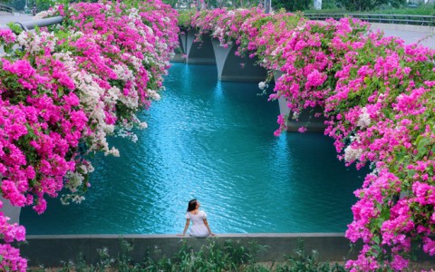 Cây cầu hoa giấy : Cực Phẩm" ở Ecopark, check-in sương sương cũng đủ gây bão